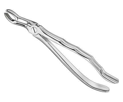 Extracting forceps, anat.